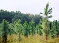 Longleaf Pine