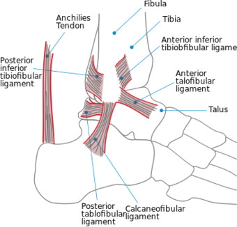 Ankle en.svg