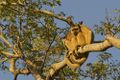 Black howler monkeys