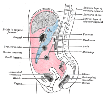 Greater and lesser sac 1035.gif