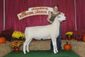 Open Show Champion Montadale Ewe (23726474668).jpg