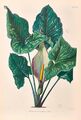 A. concinnatum