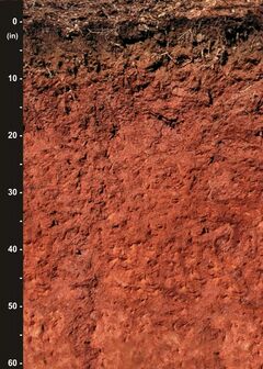 Cecil-soil.jpg