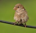 Female.