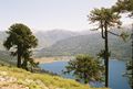 Araucaria araucana in an argentinian´s lake Neuquén, Argentina