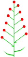 Ebracteate inflorescence.
