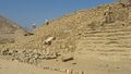 Caral 1.JPG
