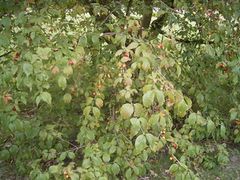 Gele kornoelje 27-08-2005 15.12.06.JPG