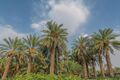مزرعة نخيل في حرف معاوية جنوب غرب السعودية