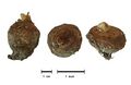 A. italicum
