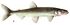 Osmerus mordax flipped.jpg