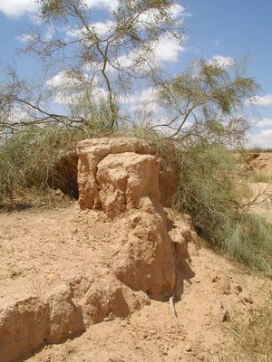 Tamarix aphylla.jpg