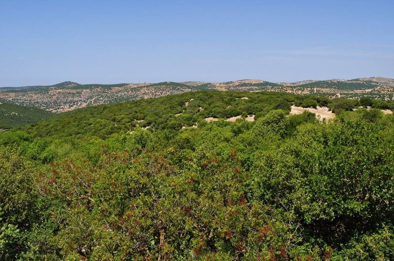 ملف:Ajloun woodlands.jpg