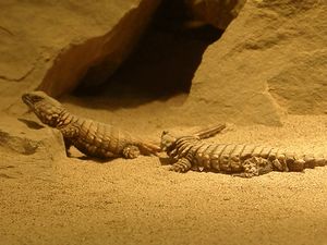 Armadillo girdle-tailed lizard.jpg