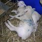 Australian White lambs.JPG