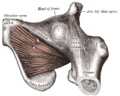 The Obturator externus