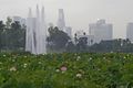 Lotus field at the Echo Park Lake, with the Los Angeles skyline in the background.