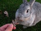 Ninja eating a leaf.JPG