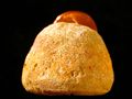 Prasopora, a trepostome bryozoan from the Ordovician of Iowa