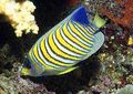 سمكة الملاك الملكية (Pygoplites diacanthus)