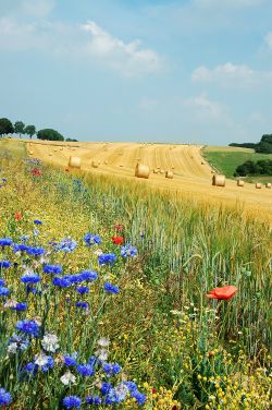 Field Hamois Belgium Luc Viatour.jpg