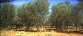Acacia aneura