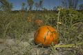 Pumpkin Field.