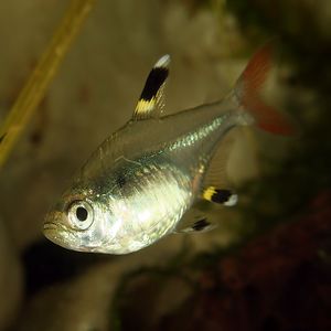Pristella maxillaris.jpg