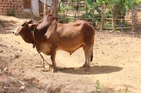 Sahiwala 02.JPG