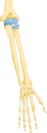 Bones of the forearm - ulna (right) and radius (left)