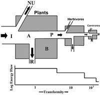 EnergyFlowTransformity.jpg