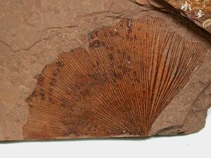 Ginkgo biloba MacAbee BC.jpg
