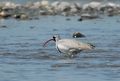Bec-d'ibis tibétain