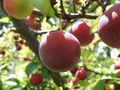 Prunus domestica