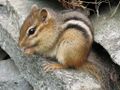 Tamias striatus, السنجاب الشرقي