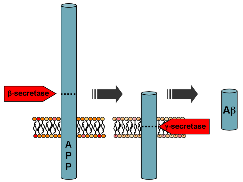 ملف:APP processing.png