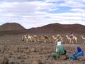 A modern camel caravan carrying goods across villages and international borders.