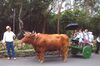 Carro de Bois com o condutor, Açores, Portugal.jpg