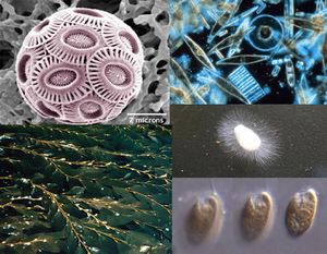 Chromista collage 2.jpg