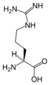 L-أرجينين (Arg / R)