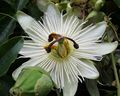 Constance Elliot, a white flower form