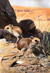 Wuestenspringmaus-painting.jpg