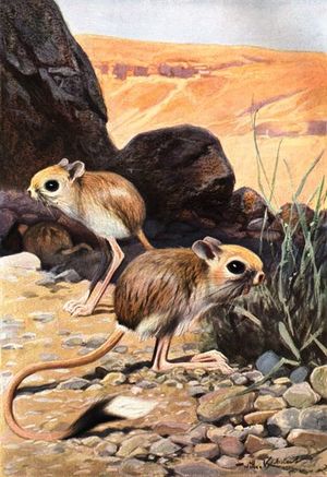 Wuestenspringmaus-painting.jpg