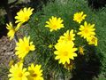 Coreopsis gigantea 6.JPG