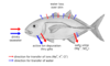 Osmoseragulation Carangoides bartholomaei bw en.png