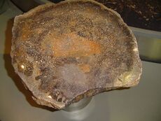 Petrified-Forest-Chemnitz4.JPG