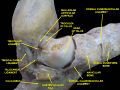 Ankle joint. Deep dissection.