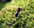 Ant