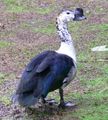 African Comb Duck