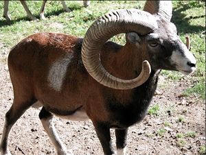 Mufflon-03.jpg